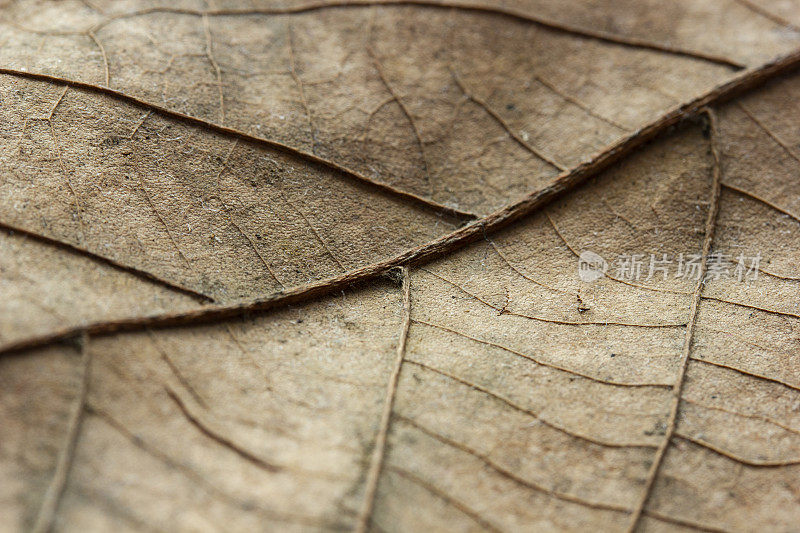 Dry leaf texture and nature background